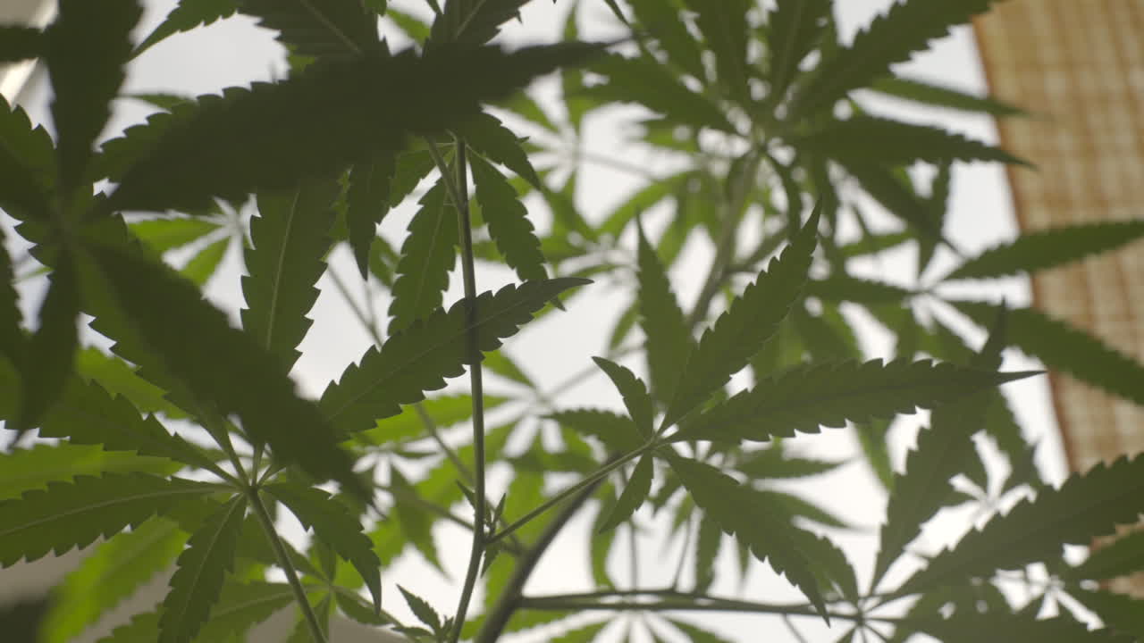 Nærbilde av cannabisblader, håndholdt opptak mot et hvitt vindu med naturlig lys.