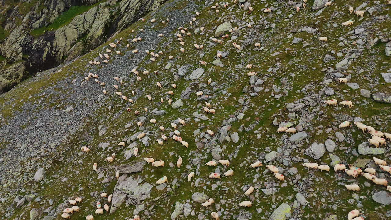 A large flock of white sheep rambling by the mountain slope. Drone footage over the domestic animals looking for grass