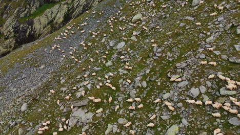 A large flock of white sheep rambling by the mountain slope. Drone footage over the domestic animals looking for grass