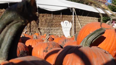 Low-Angle-Shot-Of-Pumpkins-Being-Chosen-For-Halloween