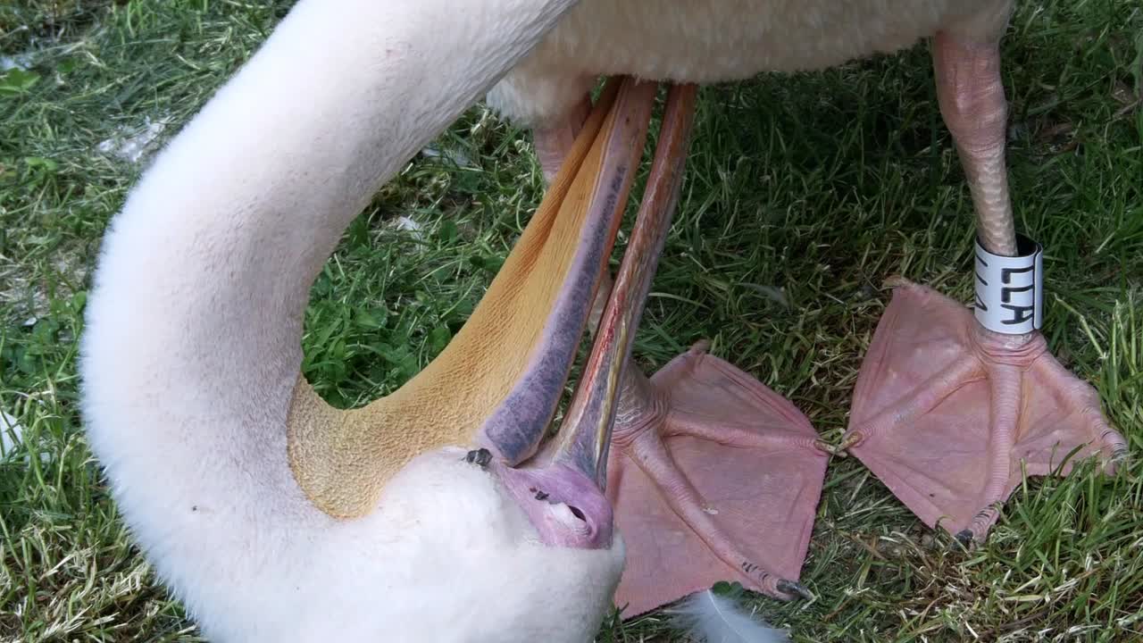 Pellicano rosa ad anelli che pulisce le piume con il becco