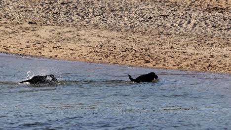 two dogs frolicking in shallow beach water