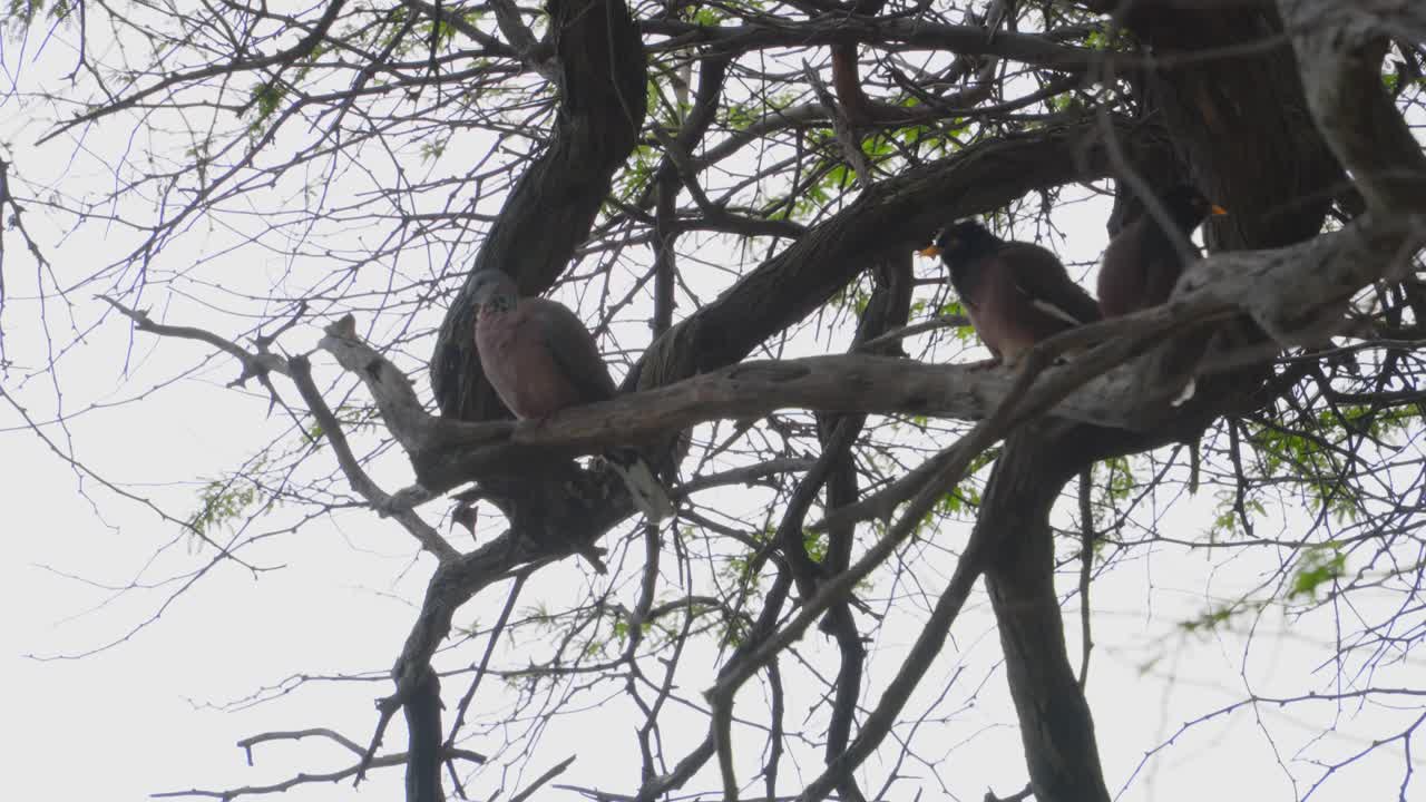 un pájaro myna y una paloma manchada están sentados uno al lado del otro en una rama en diamond head, hawai, oahu.