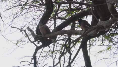 a-myna-bird-and-a-spotted-dove-are-perched-next-to-each-other-on-a-branch-in-Diamond-Head-Hawaii-Oahu