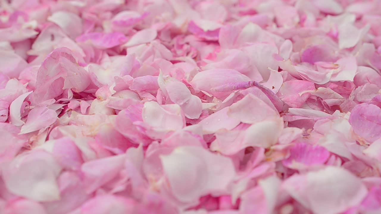 Fundo de pétalas de rosas. Filmagem em movimento