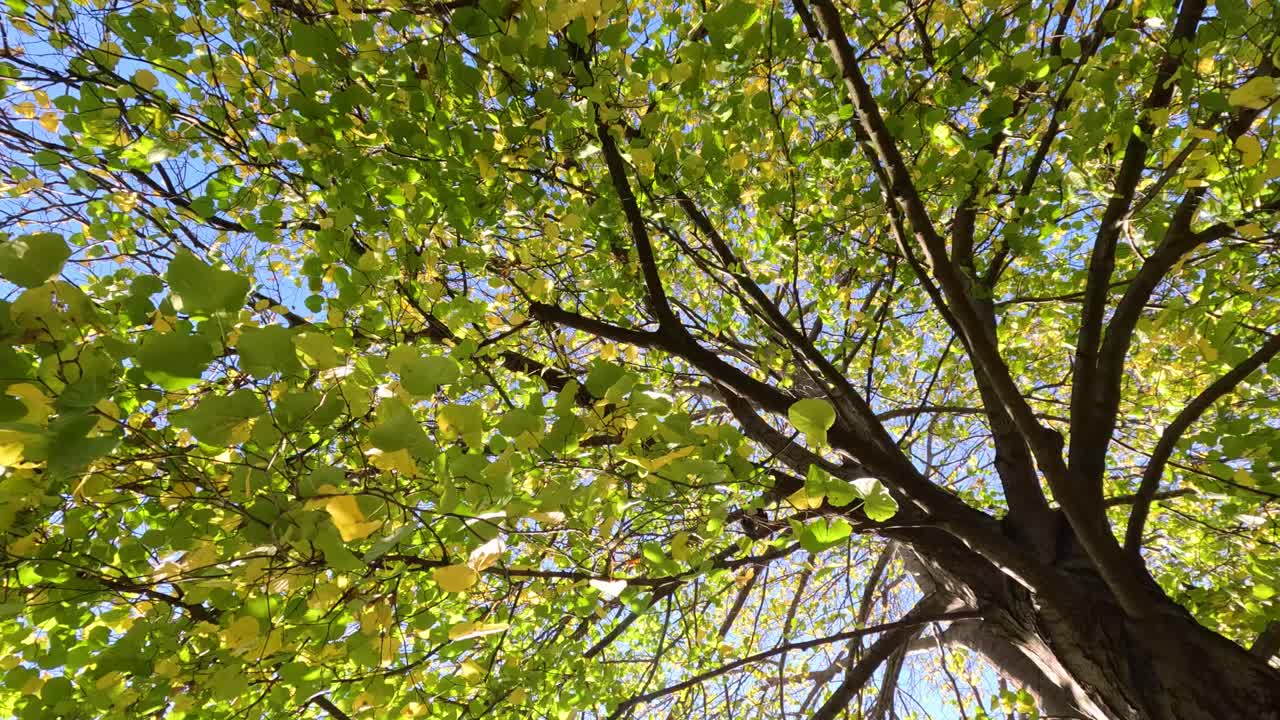 나무 가지와 잎은 파란 하늘을 배경으로