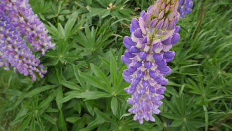 Lupinen-Am-Lake-Tekapo