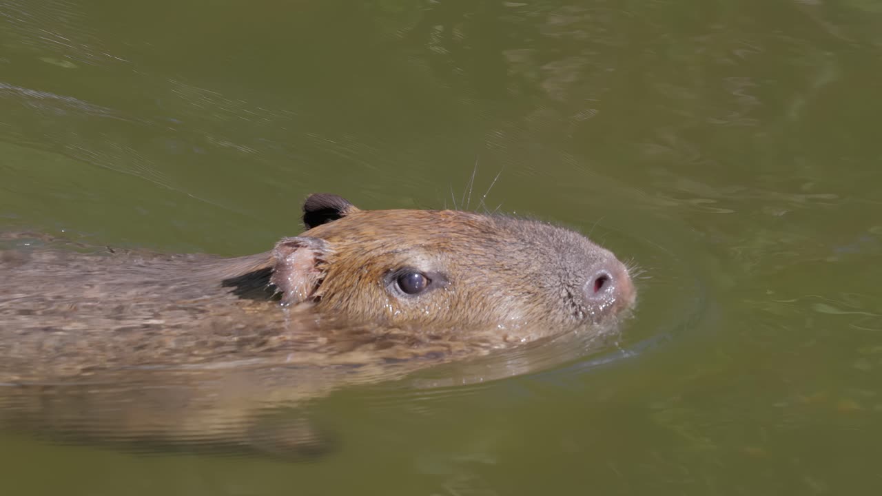 capybara o capybara mayor (hydrochoerus hydrochaeris) es un roedor de cueva gigante nativo de américa del sur. es el roedor vivo más grande y miembro del género hydrochoerus.