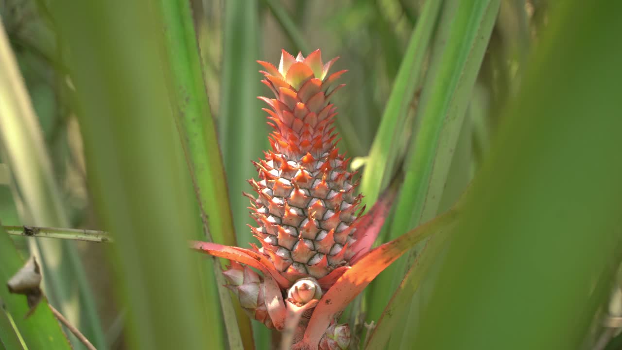파인애플은 식용 과일이 있는 열대 식물입니다.