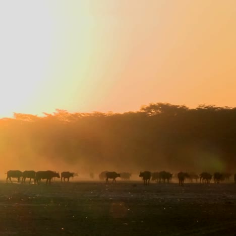 Kapbüffel-Wandern-über-Die-Staubigen-Ebenen-Afrikas