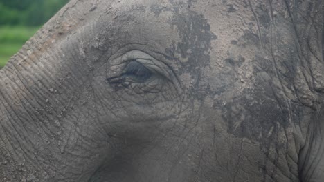 elephant in jungle eating food close up with mud on him shot from side