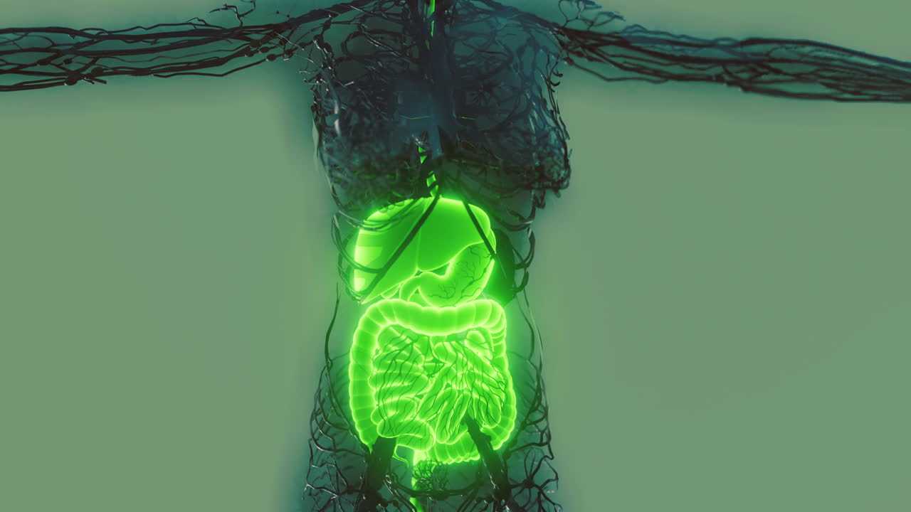 Diagram illustrating the human digestive system in a glowing anatomical view