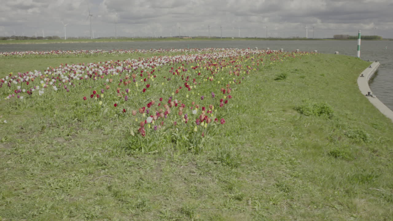hermosas flores de tulipanes con la playa y la granja de turbinas eólicas al fondo