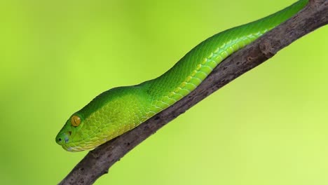 the white-lipped pit viper is a venomous pit viper endemic to southeast asia and is often found during the night waiting on a branch or limb of a tree near a body of water with plenty of food items