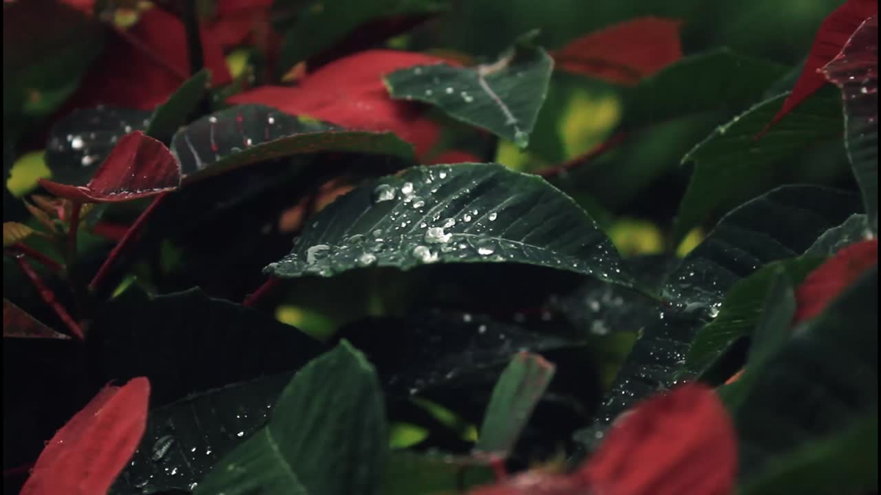 Primo piano di foglie bagnate di stella di Natale.