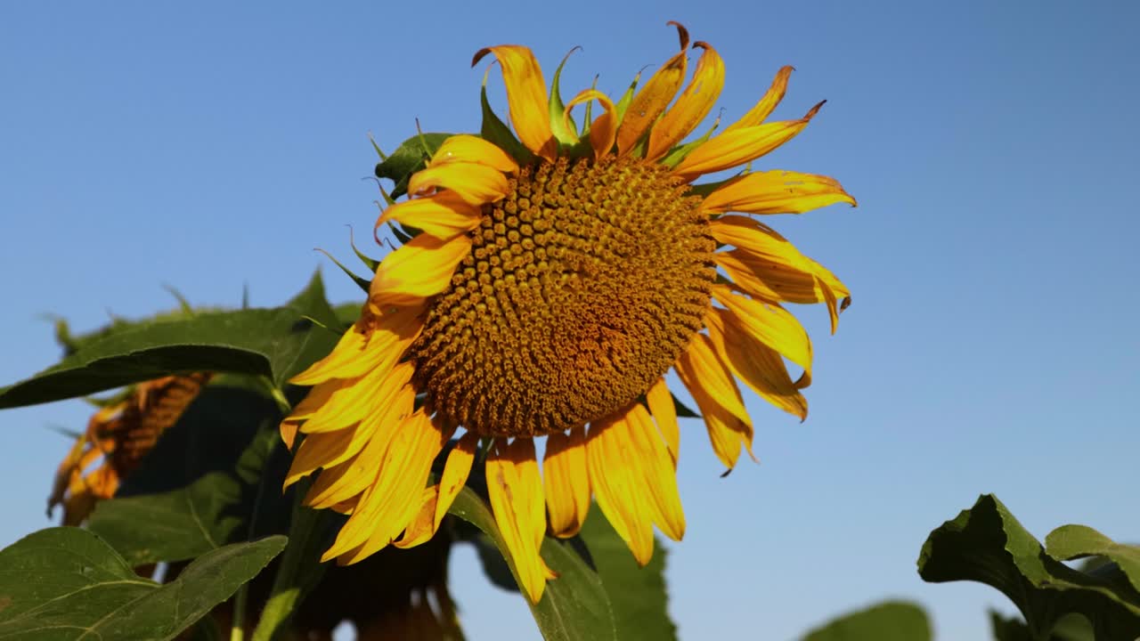 하늘을 배경으로 해바라기 꽃.