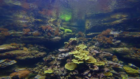 Acuario-De-París,-París,-Francia,-Coral-Creciendo-Dentro-Del-Tanque-De-Agua