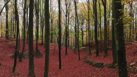 forsemölla forest in south sweden, österlen, during autumn, orange and yellow leafs - drone flying