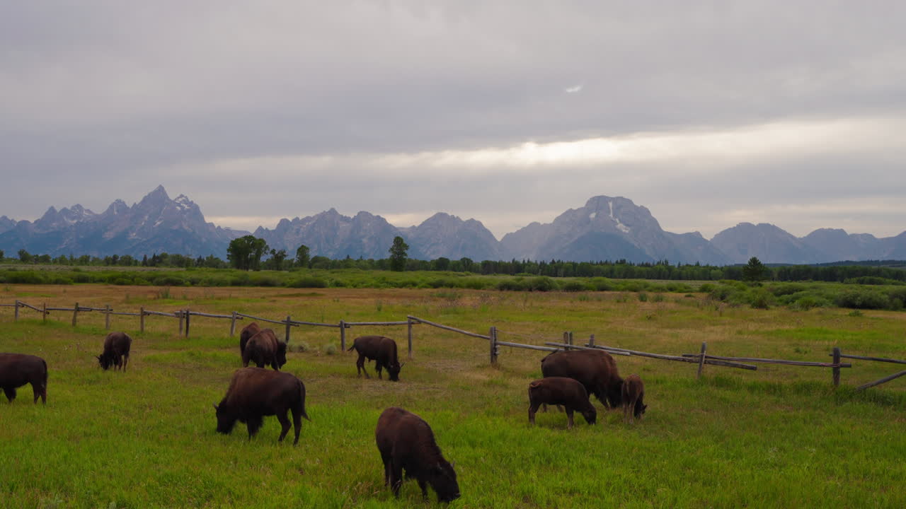 Bison Grazing in a Field with Mountains in the Background