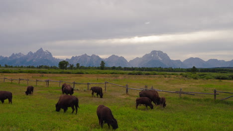 bison grazing in a field with mountains in the background