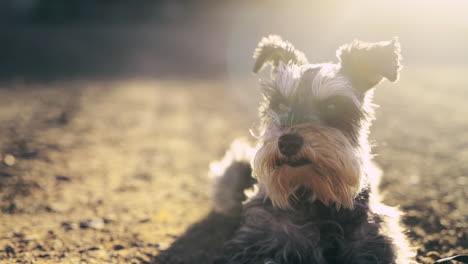 Nichts-Geht-An-Den-Ohren-Eines-Hundes-Vorbei