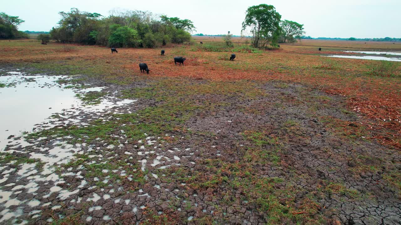 Flying over wetlands with buffalo grazing, muddy water and lush green vegetation