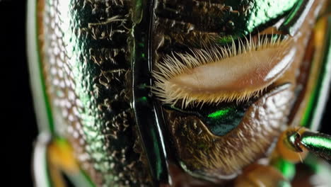 macro shots of an iridescent green and brown beetle
