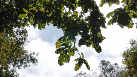 Eichenzweig-Mit-Atemberaubenden-Blättern,-Die-Im-Wind-Spielen,-Wolken-Ziehen-Im-Hintergrund-Vorbei