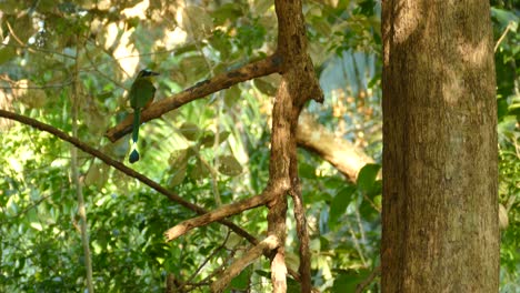 Motmot-bird-on-tree-branch-in-dense-jungle-background