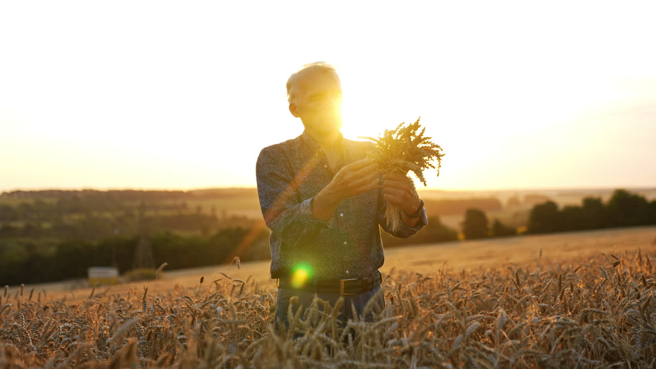 Old farmer harvesting wheat. An elderly man gathers fresh wheat stalks in a golden field as the sun sets, illuminating the landscape with warmth
