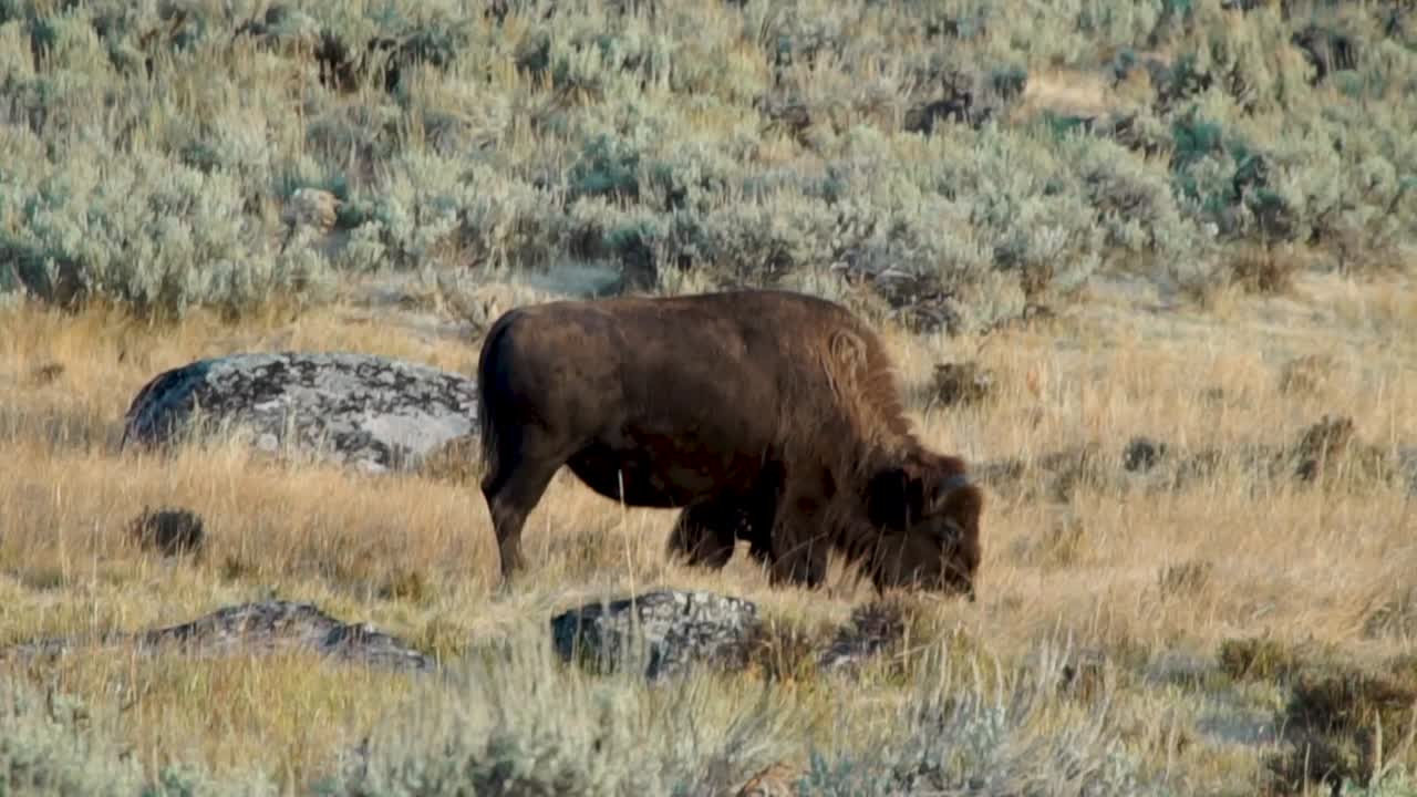 el forraje de búfalos en un prado en la ladera de una colina en el parque nacional de yellowstone