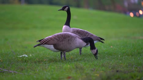 Two-Canada-geese-eat-from-grass-in-wet-park-with-urban-city-lights-in-background