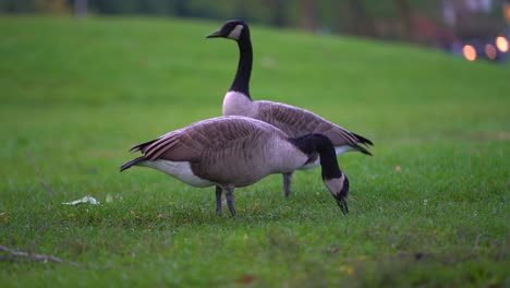 two canada geese eat from grass in wet park with urban city lights in background