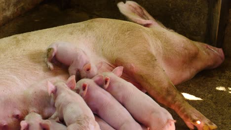 huge pig feeding little piglets on a farm