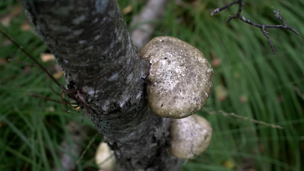 vista de cerca de un hongo polypore en el tronco de un árbol