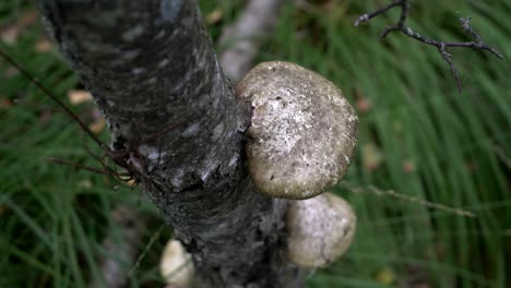 close up view of a polypore mushroom in a tree trunk