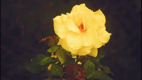 yellow rose with dew drops
