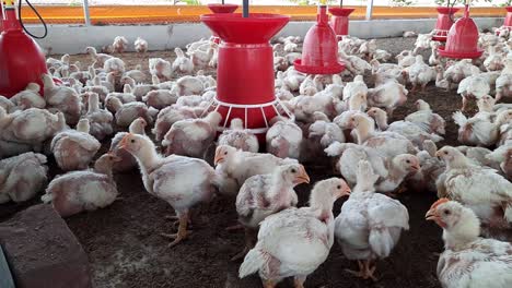 Geflügelfarm.-Viele-Hühner-Im-Hangar