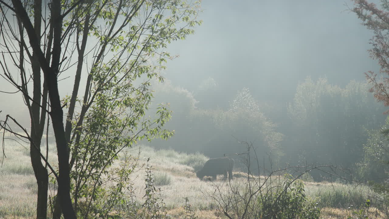 아침 일찍 멕시코의 초원에서  ⁇ 을 먹고 있는 소