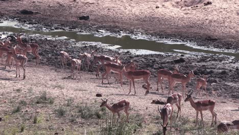 impala antelope and warthog at a water hole during the heat of the day, kruger national park, south africa