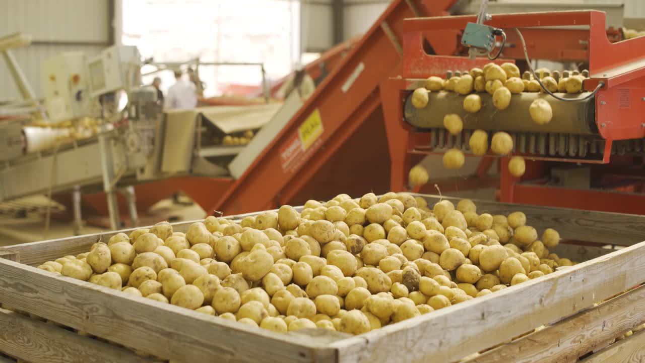proceso de almacenamiento de patatas. patatas vertidas desde la cinta transportadora en cajas de madera.