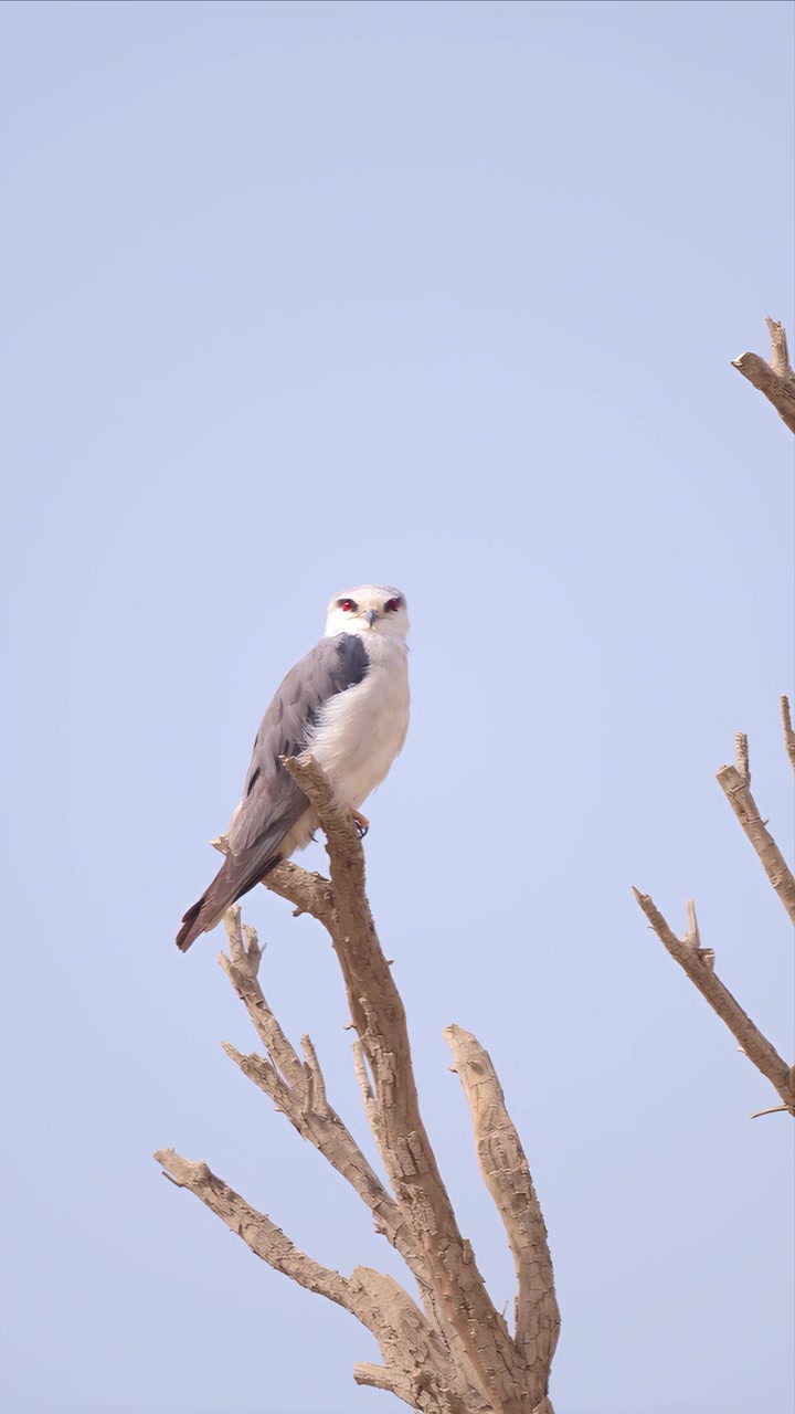 Un nibbio bianco con sorprendenti occhi rossi si posa su un ramo secco spoglio contro un cielo chiaro e pallido in Kuwait, filmato in formato verticale per i social media.