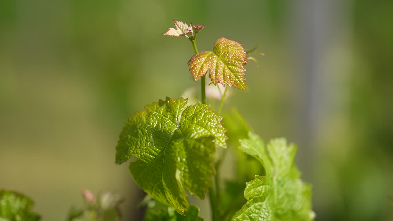 Young grapevine leafs seen close up growing at a vineyard in Vignonet France, Close up shot
