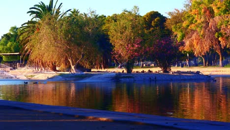 water fowl panorama at suburban metropark