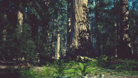 sequoia redwood trees in the sequoia national park forest