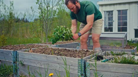 man planting young vegetables in garden - close up