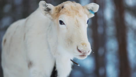 swedish lapland norbotten young white reindeer with no antlers close up looking at camera sniffing