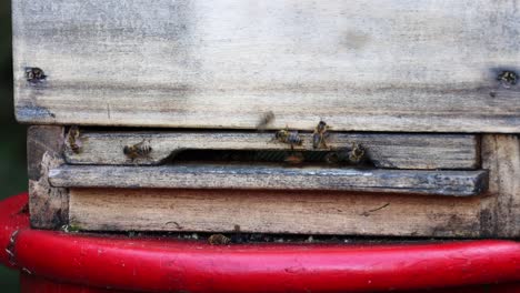 swarms of bees at the hive entrance in a heavily populated honey bee, flying around in the spring air