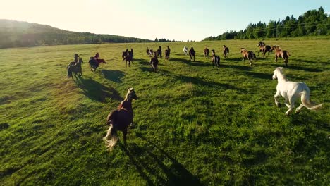 muchos caballos corren en un gran campo verde durante la puesta de sol