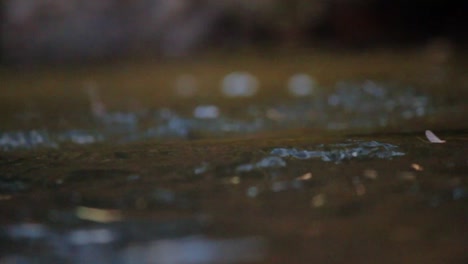 A-cutthroat-trout-jumps-into-the-air-to-eat-a-mayfly